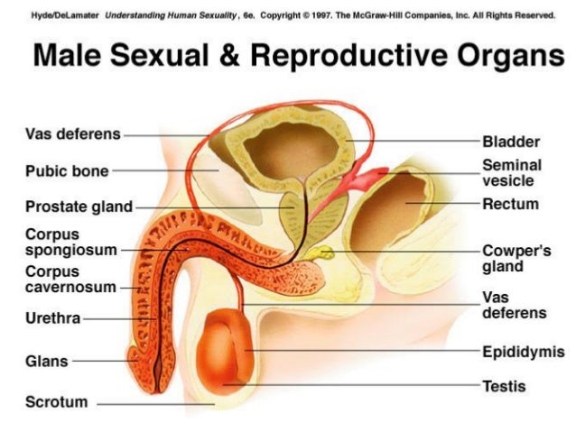 sexual organs sexual organs Nude rugby teams